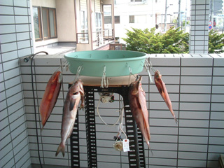 電動 魚干し機 製作にチャレンジ